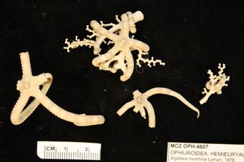 Media type: image;   Invertebrate Zoology OPH-4607